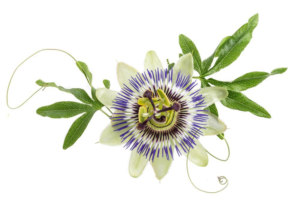 What is Passion Flower Used For