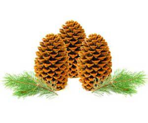 Pinecone Firestarters Recipe