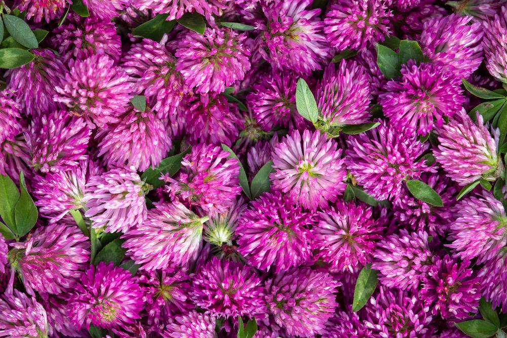 What is Red Clover Good For?