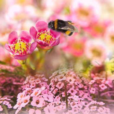 Alyssum Fragrance Oil