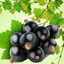 Black Currant ORIGINAL Fragrance Oil fragrance oil bottle - Zoom Thumbnail Media 1