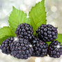 Blackberry Bling Bling Fragrance Oil fragrance oil bottle - Zoom Thumbnail Media 1
