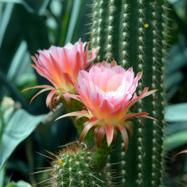 succulent fragrance oil Cactus Flower Fragrance Oil - Fragrance Oils - for Soap & Candle Making - 2 fl oz