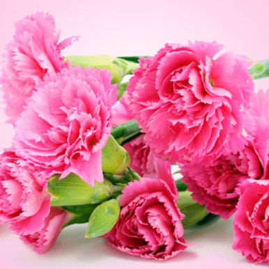 Carnation Fragrance Oil - Fragrance Oils - for Soap & Candle