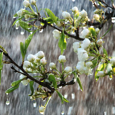 China Rain Fragrance Oil