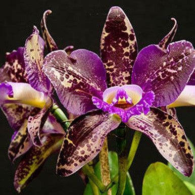 Chocolate Orchid Fragrance Oil