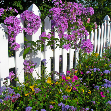 Country Garden Fragrance Oil