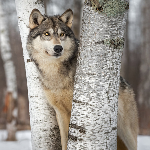 Cracklin Birch Fragrance Oil