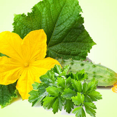 Cucumber Wasabi Cilantro Fragrance Oil
