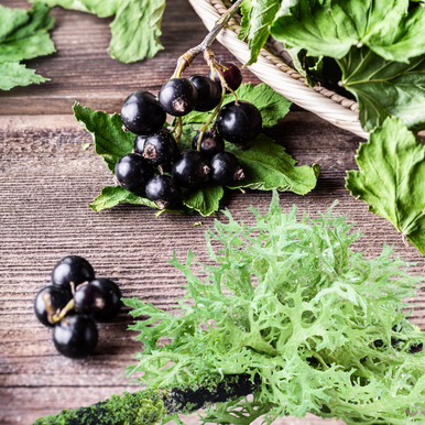 Currant and Oakmoss Fragrance Oil