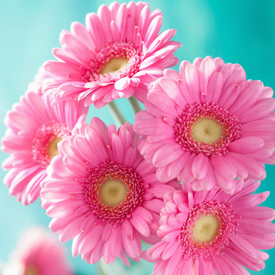Daisy Type Fragrance Oil fragrance oil bottle - Zoom Media 1
