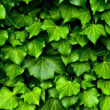 English Ivy Fragrance Oil fragrance oil bottle