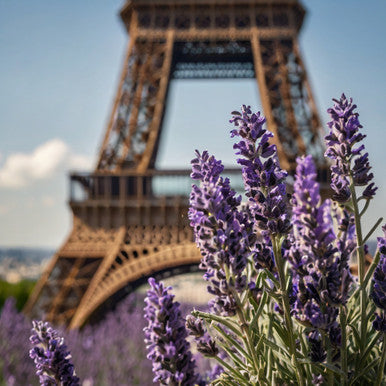 French Lavender Fragrance Oil
