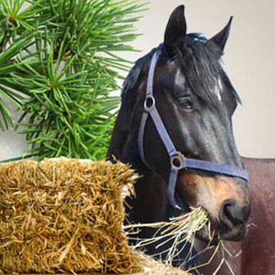 Hayride Fragrance Oil