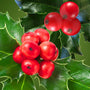Holly Berry Fragrance Oil fragrance oil bottle