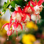 Honeysuckle Fragrance Oil fragrance oil bottle - Zoom Thumbnail Media 1