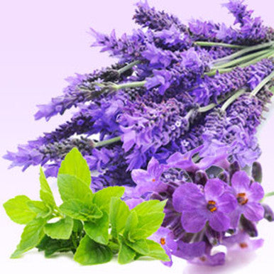 lavender and mint planted together Lavender Mint WOW Fragrance Oil - Fragrance Oils - for Soap & Candle Making - 2 fl oz