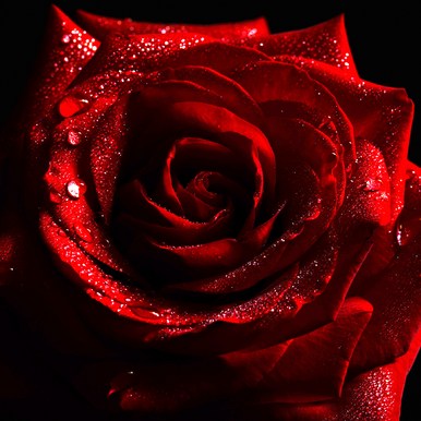 Midnight Rouge Fragrance Oil