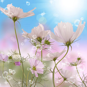 NG April Clean Fragrance Oil