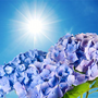 NG Blue Hydrangea Type Fragrance Oil fragrance oil bottle - Zoom Thumbnail Media 1