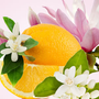 NG Magnolia & Orange Blossom Type Fragrance Oil