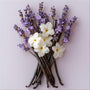 NG Vanilla Lavender Type Fragrance Oil fragrance oil bottle