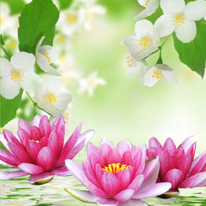 NG Water Lily & Jasmine Type Fragrance Oil