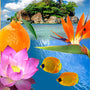 Paradise Reef Fragrance Oil fragrance oil bottle - Zoom Thumbnail Media 1