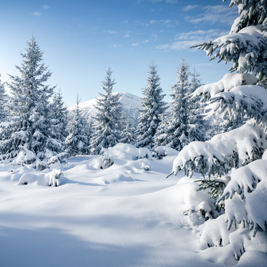 Snowswept Forest Fragrance Oil