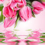 Tulip Fragrance Oil fragrance oil bottle - Zoom Thumbnail Media 1