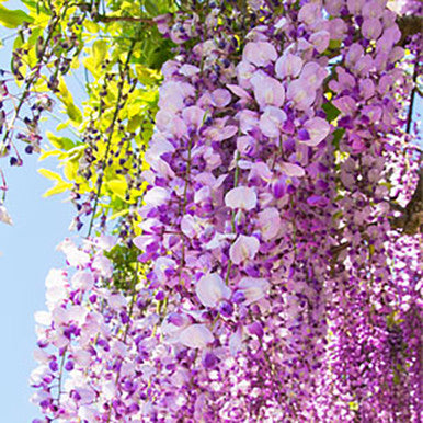 Wisteria Fragrance Oil - Fragrance Oils - for Soap & Candle Making - 2 fl  oz
