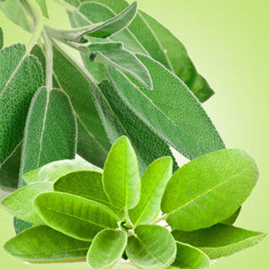 Sage Leaf Fragrance Oil fragrance oil bottle