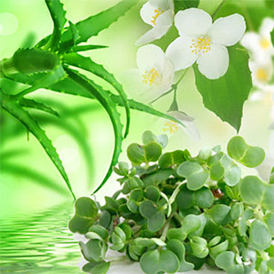 Watercress & Aloe Fragrance Oil fragrance oil bottle - Zoom Media 1