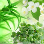 Watercress & Aloe Fragrance Oil fragrance oil bottle - Zoom Thumbnail Media 1
