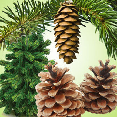 Pine Fragrance Oil Guide