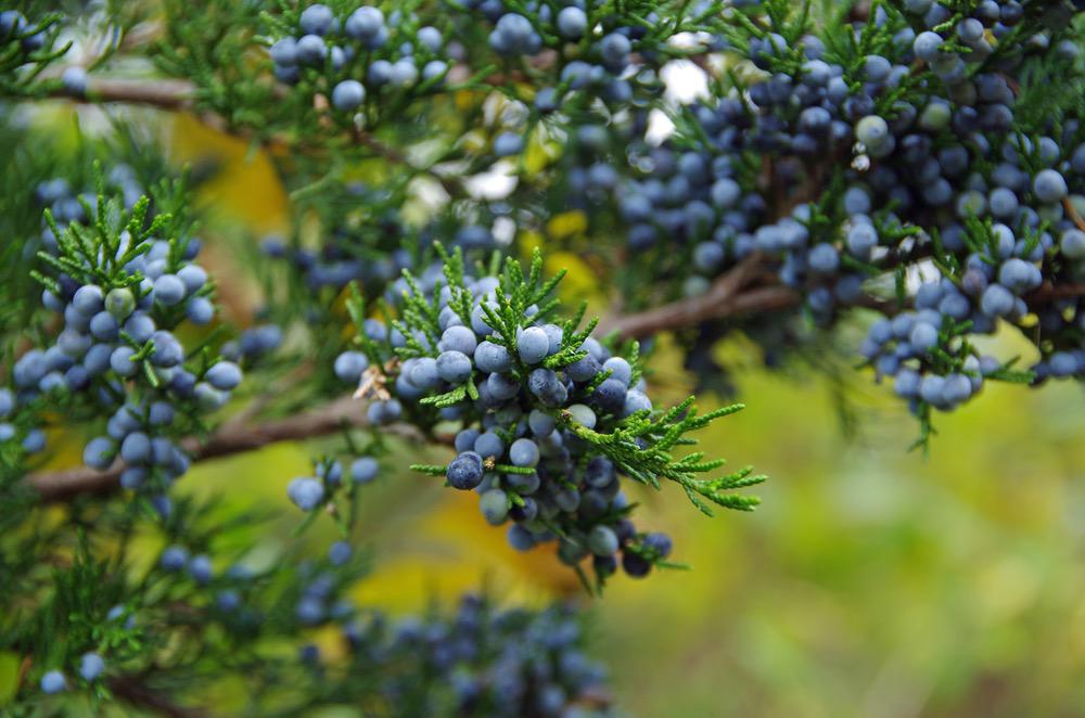 Juniper Berry Benefits