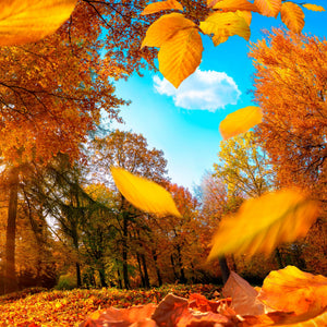 Falling for Fall Fragrance Oil fragrance oil bottle - Featured Image