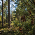 Pine Forest Fragrance Oil fragrance oil bottle