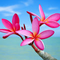 Plumeria Fragrance Oil