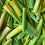 Lemongrass Fragrance Oil