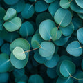 Eucalyptus Fragrance Oil fragrance oil bottle