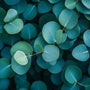 Eucalyptus Fragrance Oil fragrance oil bottle - Zoom Thumbnail Media 1