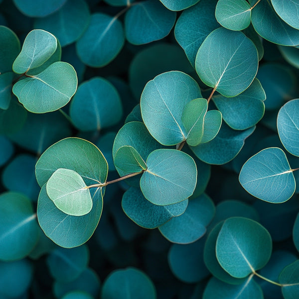 Eucalyptus Fragrance Oil