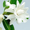 Gardenia Fragrance Oil