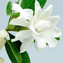 Gardenia Fragrance Oil