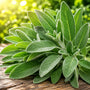 Sage Leaf Fragrance Oil - Zoom Thumbnail Media 1