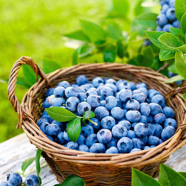 Huckleberry Harvest Fragrance Oil fragrance oil bottle