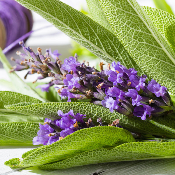 lavender and sage plants Lavender Sage Fragrance Oil - Fragrance Oils - for Soap & Candle Making - 2  fl oz