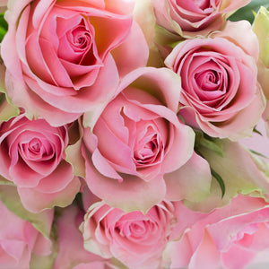 Fresh Cut Roses Fragrance Oil fragrance oil bottle - Featured Image