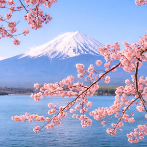 Japanese Cherry Blossom Fragrance Oil fragrance oil bottle - Featured Image